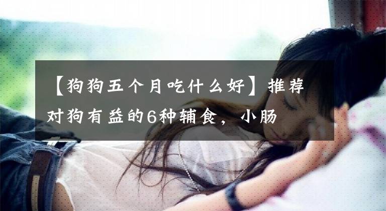 【狗狗五个月吃什么好】推荐对狗有益的6种辅食，小肠文章配图