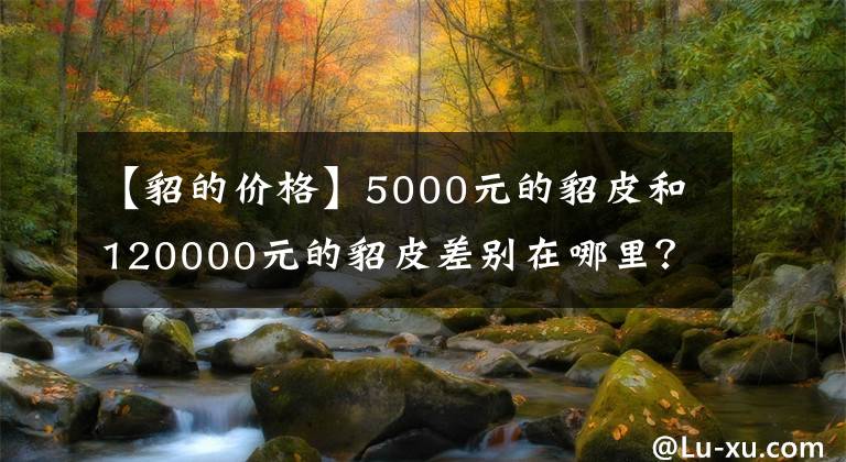 【貂的价格】5000元的貂皮和120000元的貂皮差别在哪里？