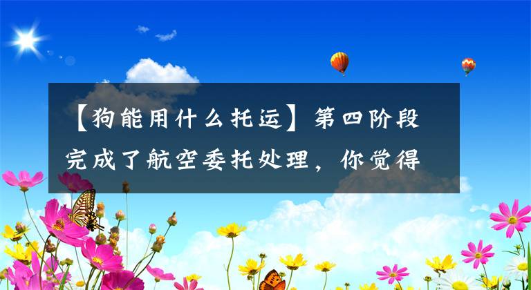 【狗能用什么托运】第四阶段完成了航空委托处理，你觉得可以放心吗？文章配图