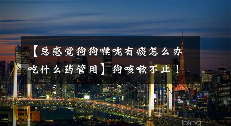 【总感觉狗狗喉咙有痰怎么办吃什么药管用】狗咳嗽不止！我该怎么办？文章配图