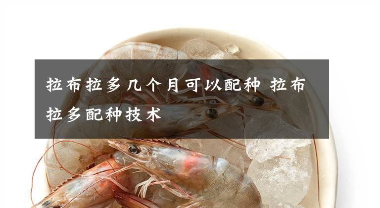 拉布拉多几个月可以配种 拉布拉多配种技术文章配图
