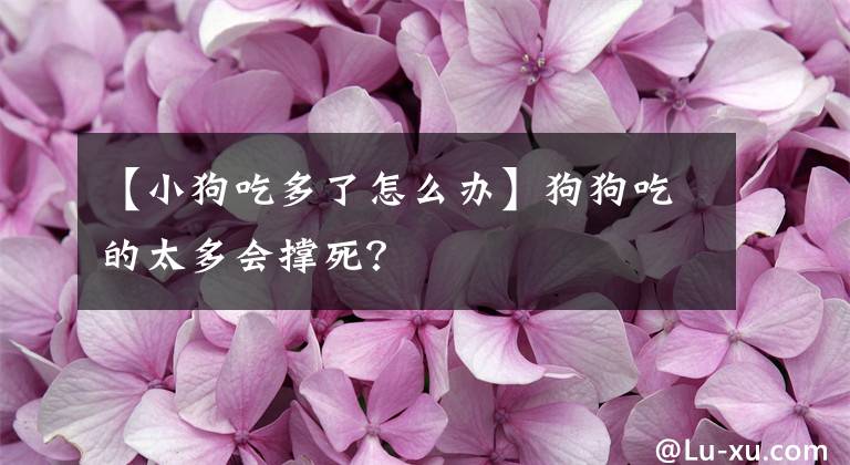 【小狗吃多了怎么办】狗狗吃的太多会撑死？