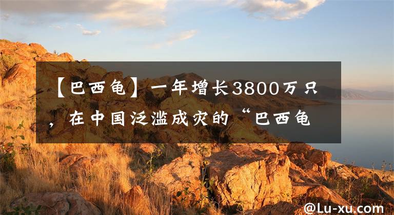 【巴西龟】一年增长3800万只，在中国泛滥成灾的“巴西龟”，为何没人敢吃？文章配图