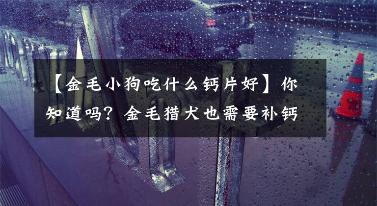 【金毛小狗吃什么钙片好】你知道吗？金毛猎犬也需要补钙！文章配图