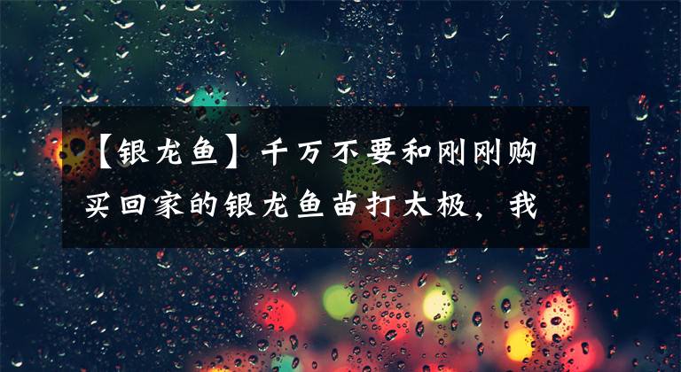 【银龙鱼】千万不要和刚刚购买回家的银龙鱼苗打太极，我们可打不起！