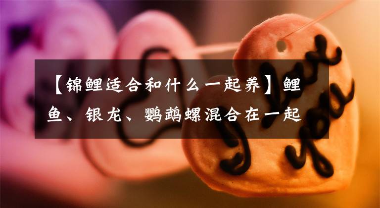 【锦鲤适合和什么一起养】鲤鱼、银龙、鹦鹉螺混合在一起，这样做合适吗？文章配图