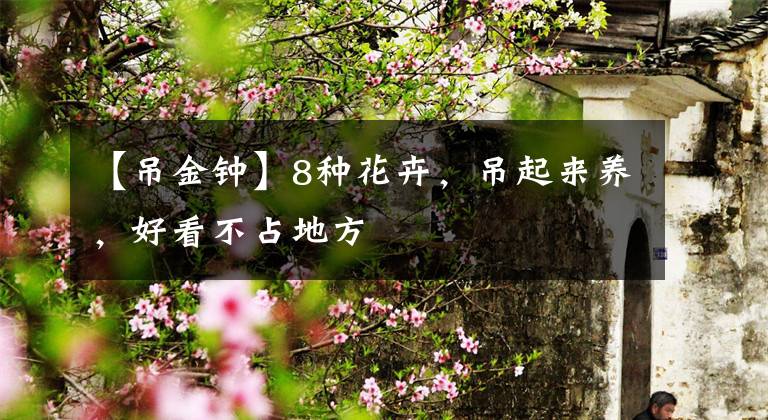 【吊金钟】8种花卉，吊起来养，好看不占地方