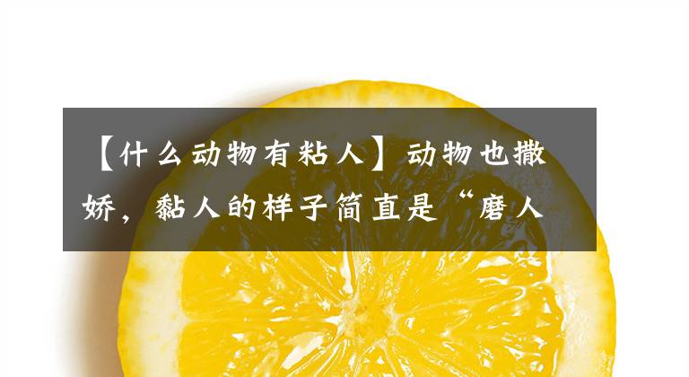 【什么动物有粘人】动物也撒娇，黏人的样子简直是“磨人的精灵”文章配图