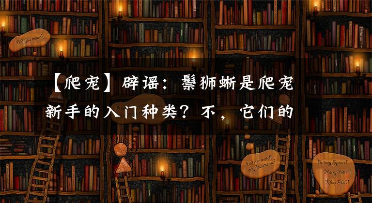 【爬宠】辟谣：鬃狮蜥是爬宠新手的入门种类？不，它们的饲养门槛比守宫高