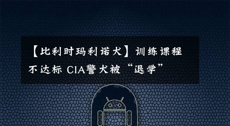 【比利时玛利诺犬】训练课程不达标 CIA警犬被“退学”