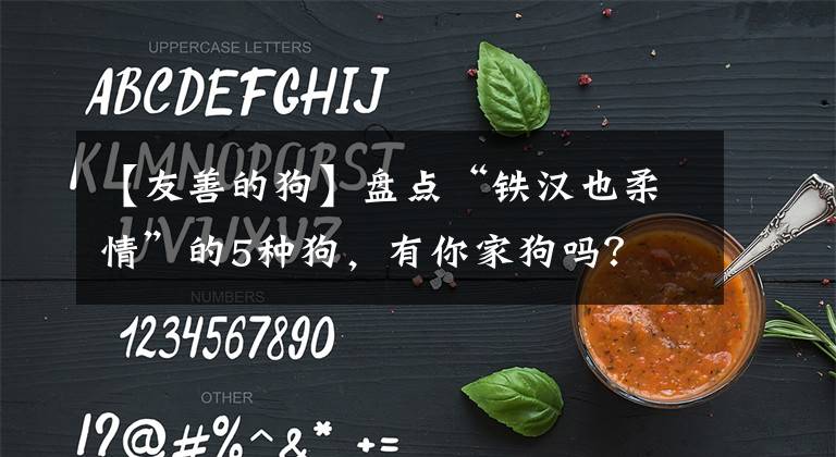 【友善的狗】盘点“铁汉也柔情”的5种狗，有你家狗吗？