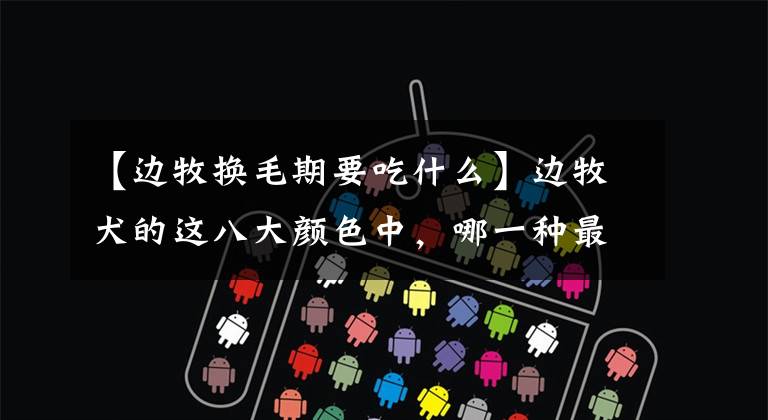 【边牧换毛期要吃什么】边牧犬的这八大颜色中，哪一种最吸引你？文章配图