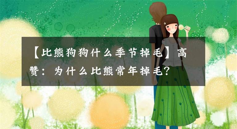 【比熊狗狗什么季节掉毛】高赞：为什么比熊常年掉毛？