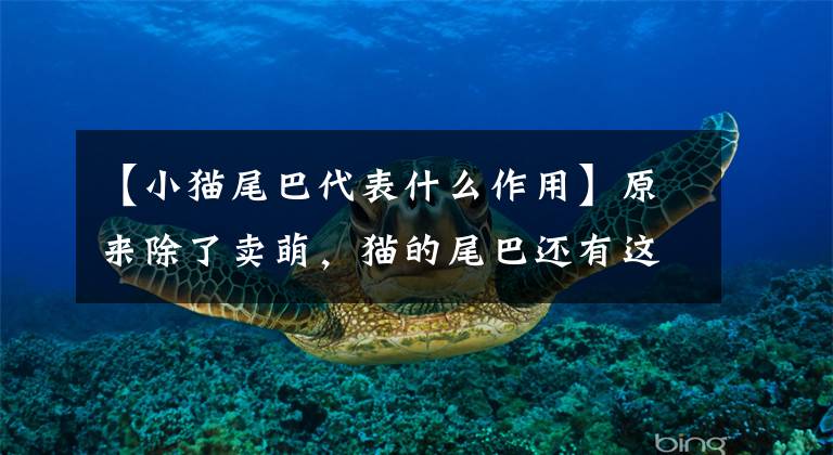 【小猫尾巴代表什么作用】原来除了卖萌，猫的尾巴还有这四种作用文章配图