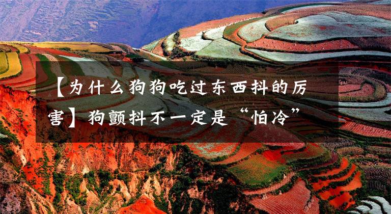 【为什么狗狗吃过东西抖的厉害】狗颤抖不一定是“怕冷”。另外，还有这7个理由文章配图