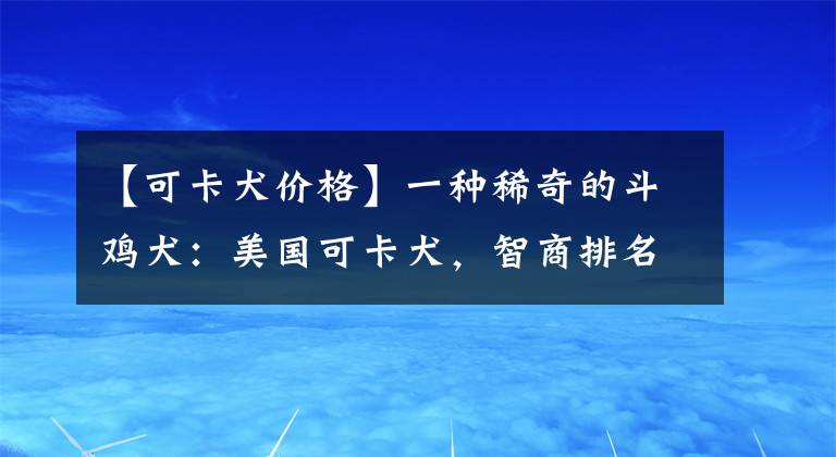 【可卡犬价格】一种稀奇的斗鸡犬：美国可卡犬，智商排名20