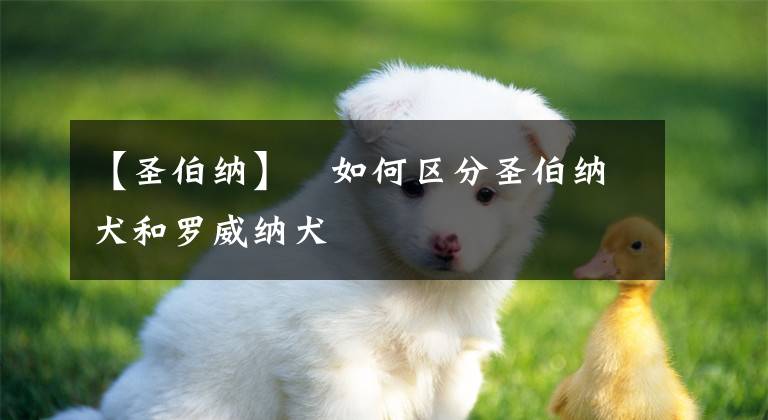 【圣伯纳】​如何区分圣伯纳犬和罗威纳犬