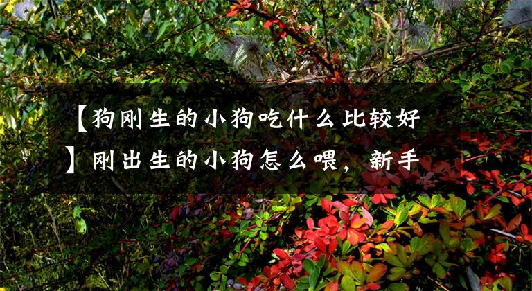 【狗刚生的小狗吃什么比较好】刚出生的小狗怎么喂，新手不要惊慌，要循序渐进地实施，记住收藏文章配图