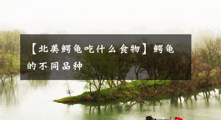 【北美鳄龟吃什么食物】鳄龟的不同品种文章配图