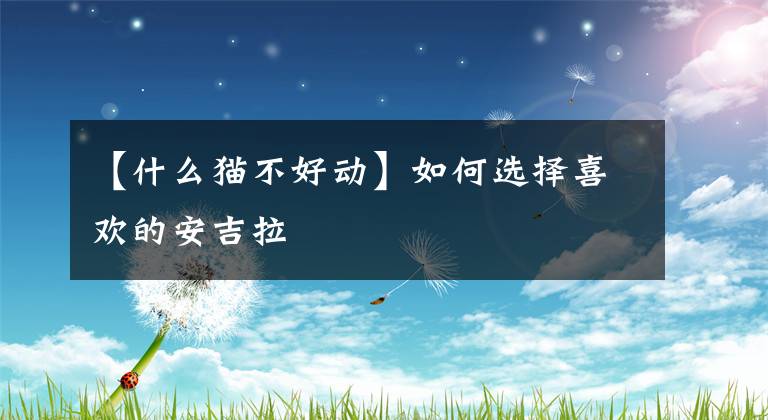 【什么猫不好动】如何选择喜欢的安吉拉文章配图