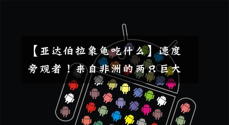 【亚达伯拉象龟吃什么】速度旁观者！来自非洲的两只巨大的“象龟”定居在云南野生动物园文章配图
