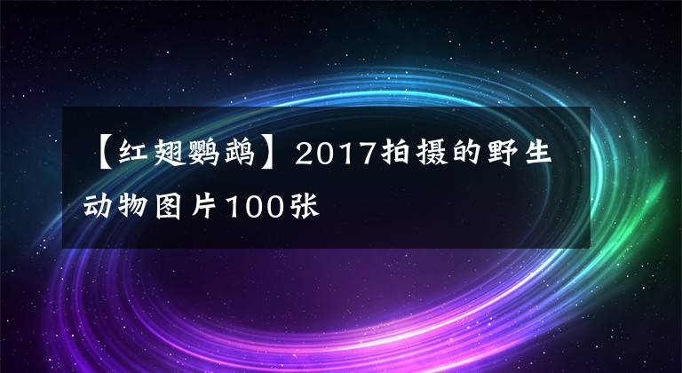 【红翅鹦鹉】2017拍摄的野生动物图片100张