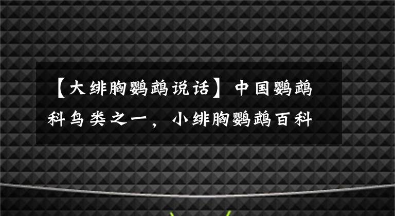【大绯胸鹦鹉说话】中国鹦鹉科鸟类之一，小绯胸鹦鹉百科知识