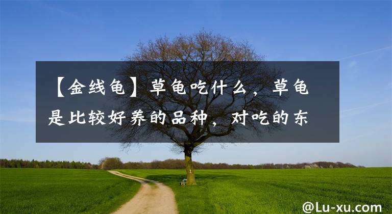 【金线龟】草龟吃什么，草龟是比较好养的品种，对吃的东西不挑剔