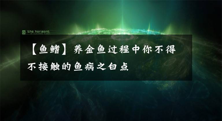 【鱼鳍】养金鱼过程中你不得不接触的鱼病之白点