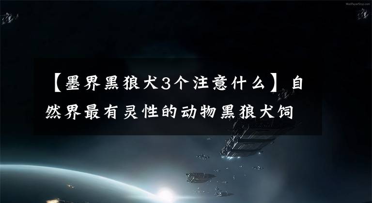 【墨界黑狼犬3个注意什么】自然界最有灵性的动物黑狼犬饲养过程中需要注意的事项文章配图
