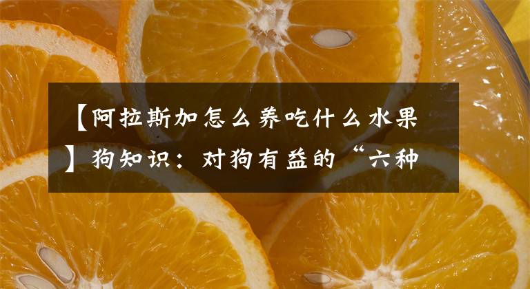 【阿拉斯加怎么养吃什么水果】狗知识：对狗有益的“六种水果”文章配图