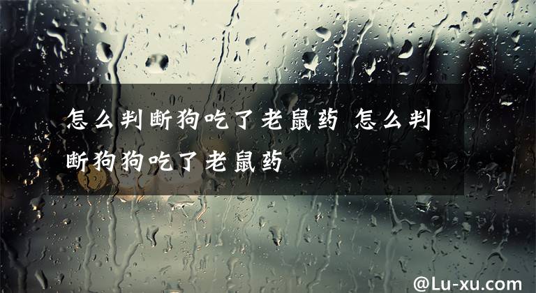 怎么判断狗吃了老鼠药 怎么判断狗狗吃了老鼠药文章配图