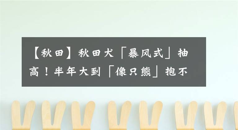 【秋田】秋田犬「暴风式」抽高！半年大到「像只熊」抱不动...主人：它很温柔