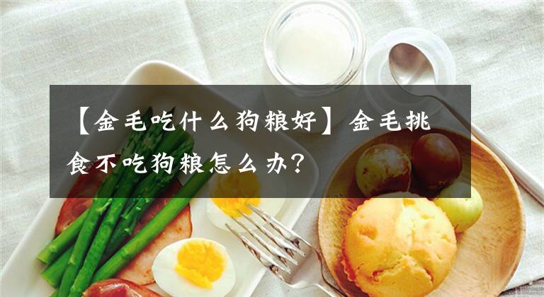 【金毛吃什么狗粮好】金毛挑食不吃狗粮怎么办？