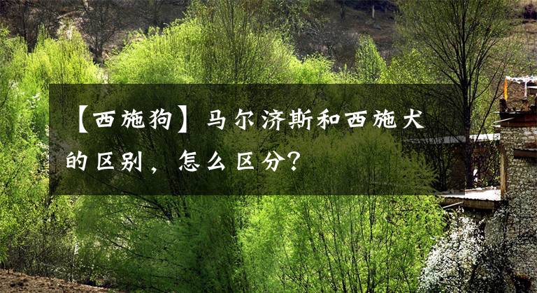 【西施狗】马尔济斯和西施犬的区别，怎么区分？