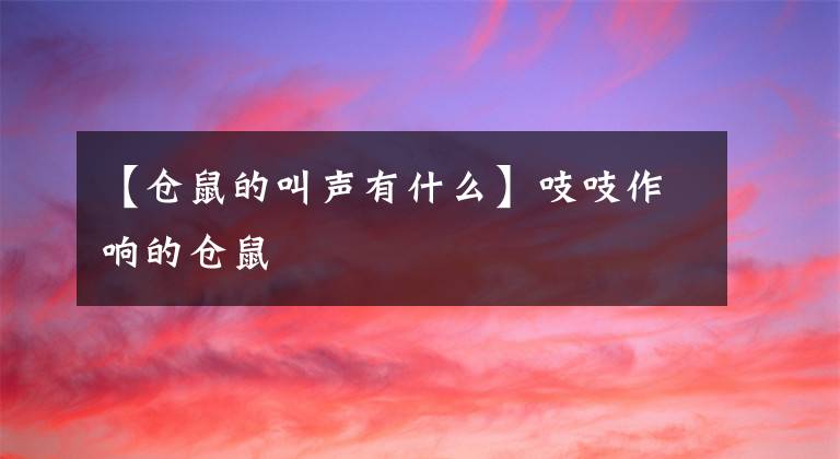 【仓鼠的叫声有什么】吱吱作响的仓鼠