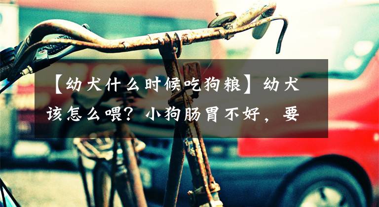 【幼犬什么时候吃狗粮】幼犬该怎么喂？小狗肠胃不好，要更加注意。主人最好遵循这个规律文章配图