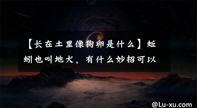 【长在土里像狗卵是什么】蚯蚓也叫地犬，有什么妙招可以预防吗？这个方法可以试试！文章配图