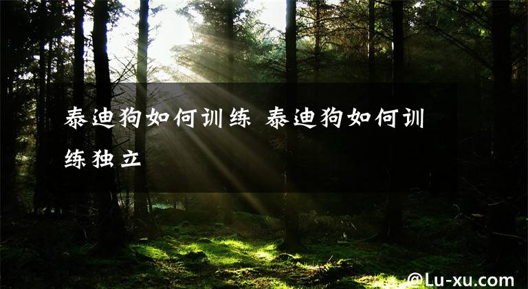泰迪狗如何训练 泰迪狗如何训练独立文章配图