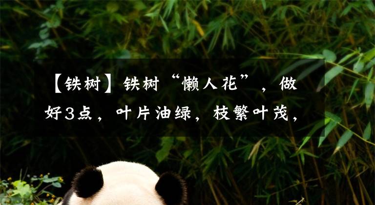 【铁树】铁树“懒人花”，做好3点，叶片油绿，枝繁叶茂，寿命很长