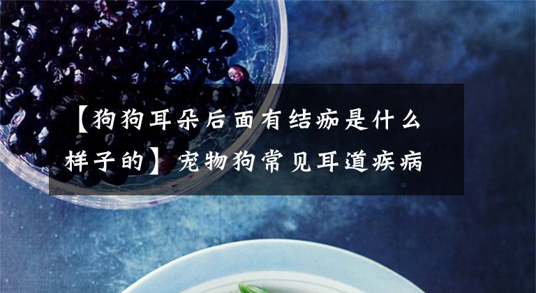 【狗狗耳朵后面有结痂是什么样子的】宠物狗常见耳道疾病的治疗，耳朵的日常清洁和预防文章配图