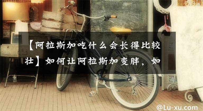 【阿拉斯加吃什么会长得比较壮】如何让阿拉斯加变胖，如何让狗变胖？文章配图