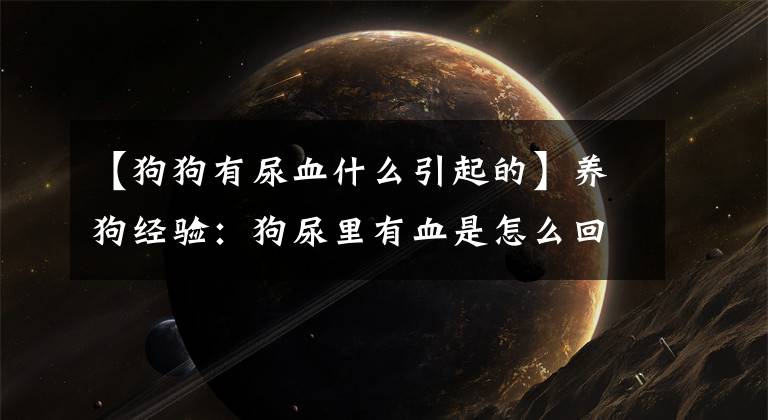 【狗狗有尿血什么引起的】养狗经验：狗尿里有血是怎么回事？犬尿血的三大原因及处理方法文章配图
