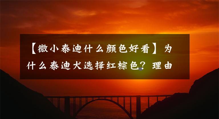 【微小泰迪什么颜色好看】为什么泰迪犬选择红棕色？理由有四个文章配图