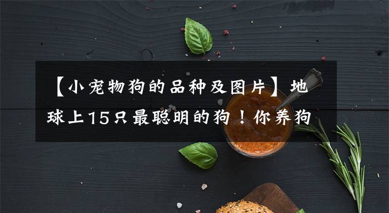 【小宠物狗的品种及图片】地球上15只最聪明的狗！你养狗狗是其中之一吗？