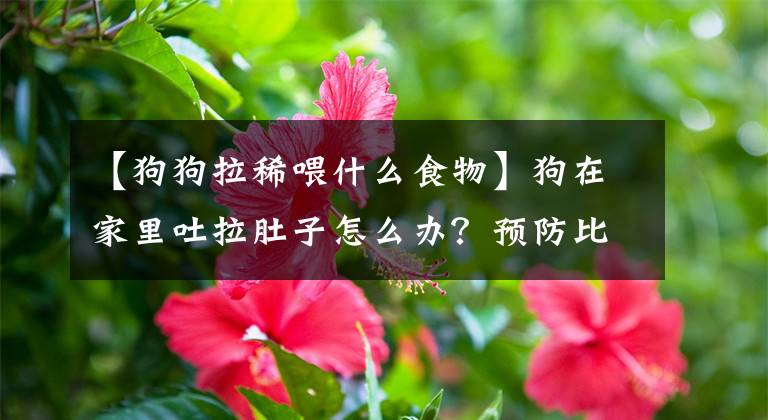 【狗狗拉稀喂什么食物】狗在家里吐拉肚子怎么办？预防比应急更有用，三种方法有助于狗控制肠胃文章配图