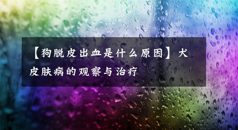 【狗脱皮出血是什么原因】犬皮肤病的观察与治疗文章配图
