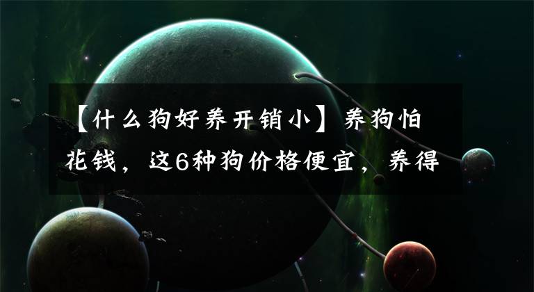 【什么狗好养开销小】养狗怕花钱，这6种狗价格便宜，养得好，所以值得开始文章配图