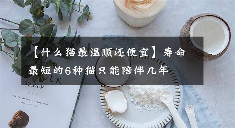 【什么猫最温顺还便宜】寿命最短的6种猫只能陪伴几年文章配图
