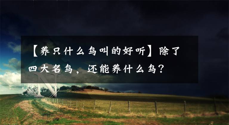 【养只什么鸟叫的好听】除了四大名鸟，还能养什么鸟？文章配图